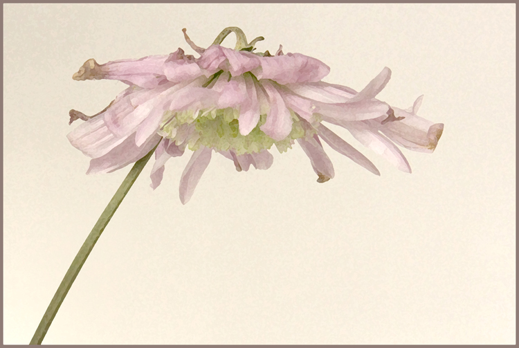 8th Place (tie)<br>Flower<br>by Lydia