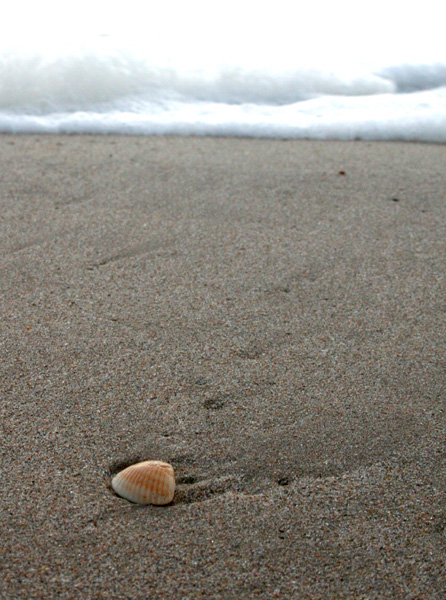 Seashell