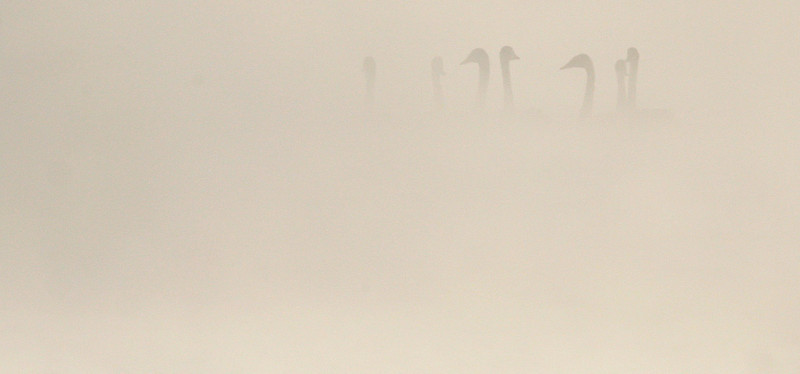 3rd Place<br>Swans in the Mist<br>by davev