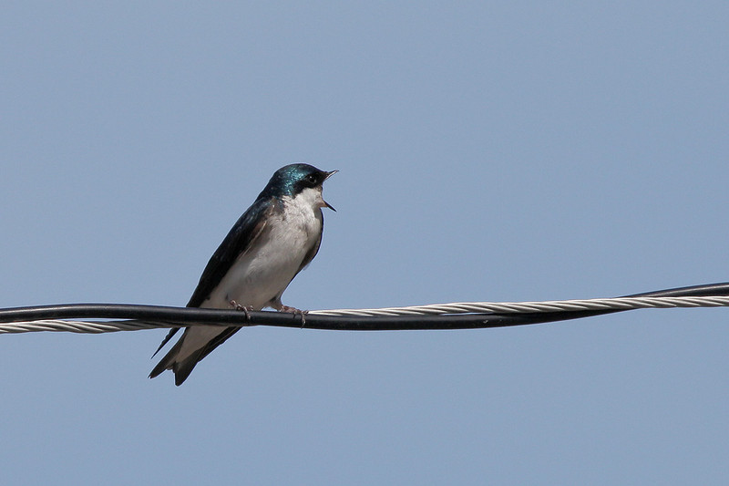 Bird on a Wire