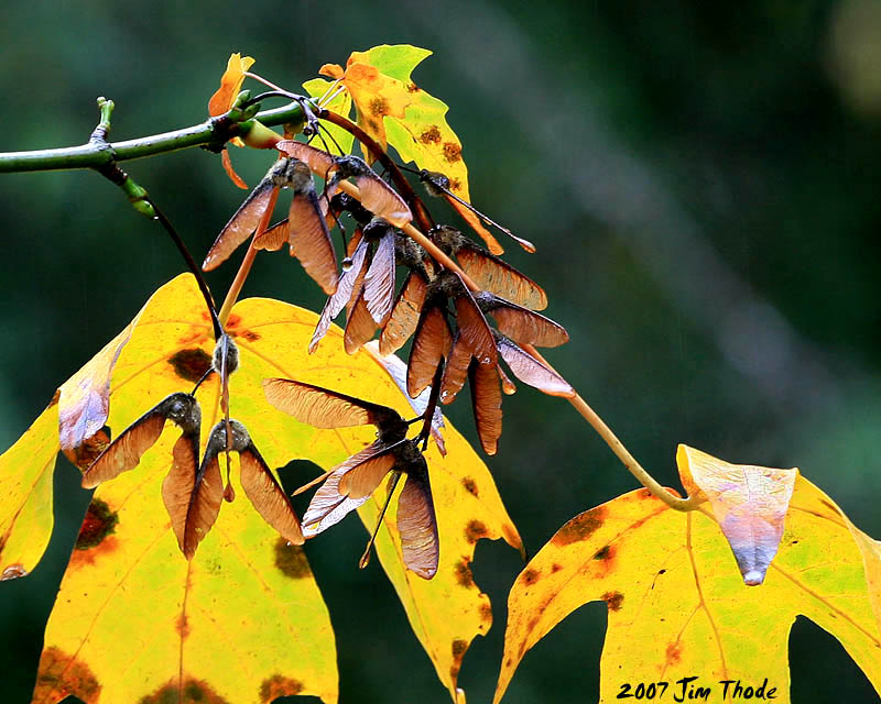 Old Leaves - New Seeds