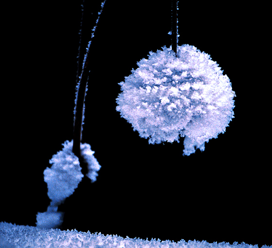 Snow Flower