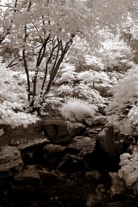 Botanical Garden Chinese Landscape #1