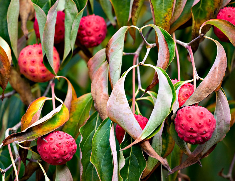 Strange Fruit