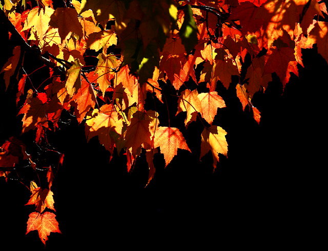 Fiery Maple