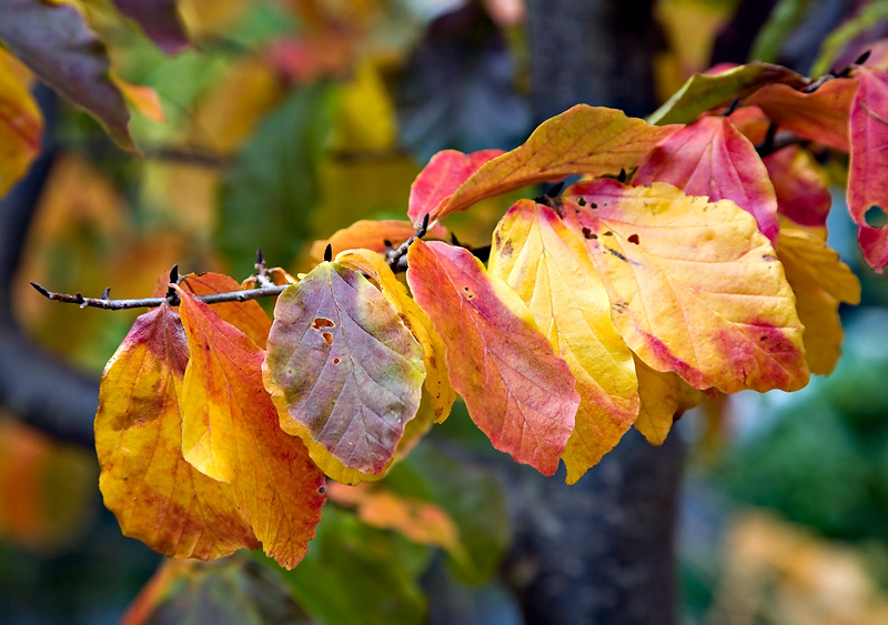 Bright Fall Colors