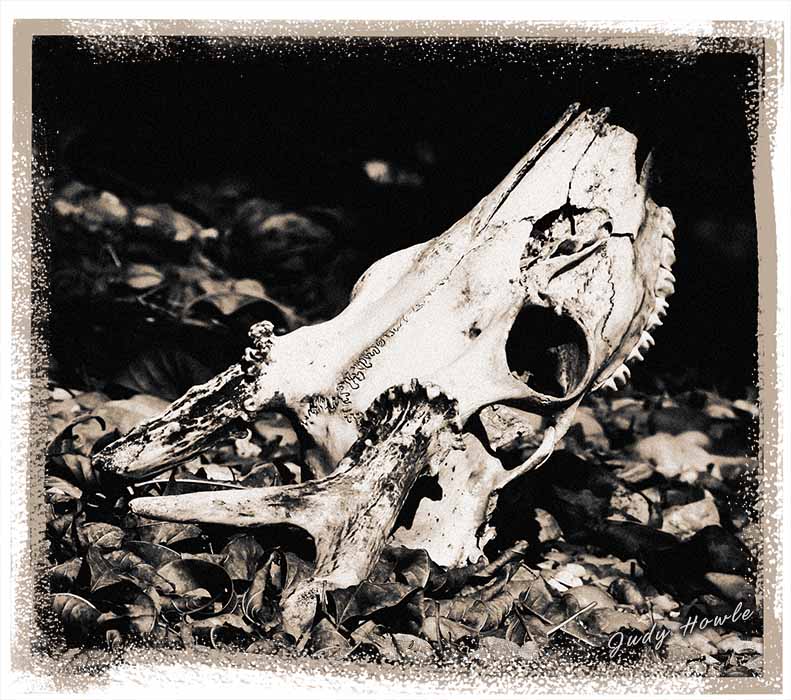 Deer Skull