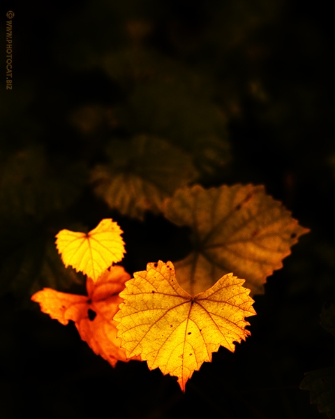 8th Place<br>Fall colors<br>Cat