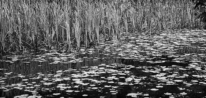 Reeds & Pads