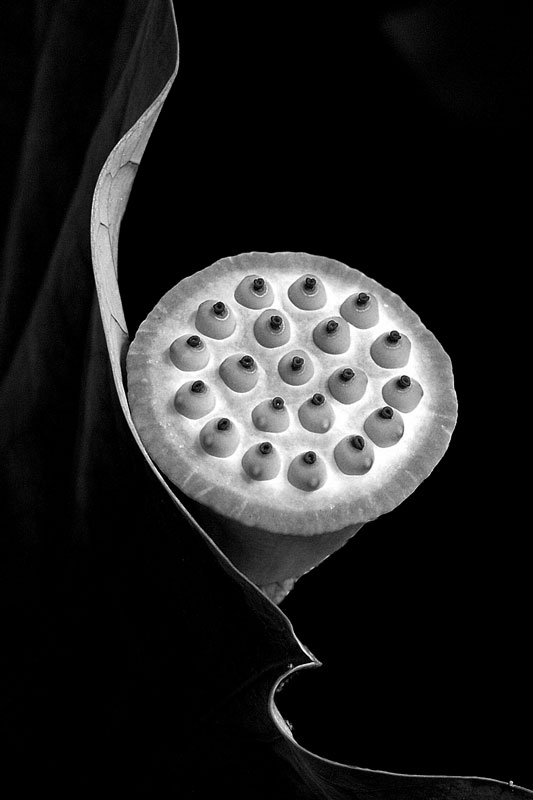 Lotus Sculpture