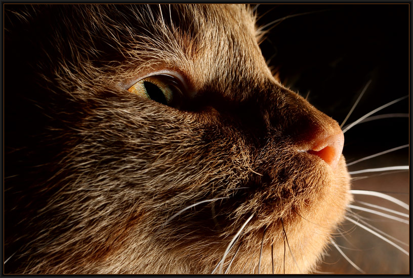 Lucy