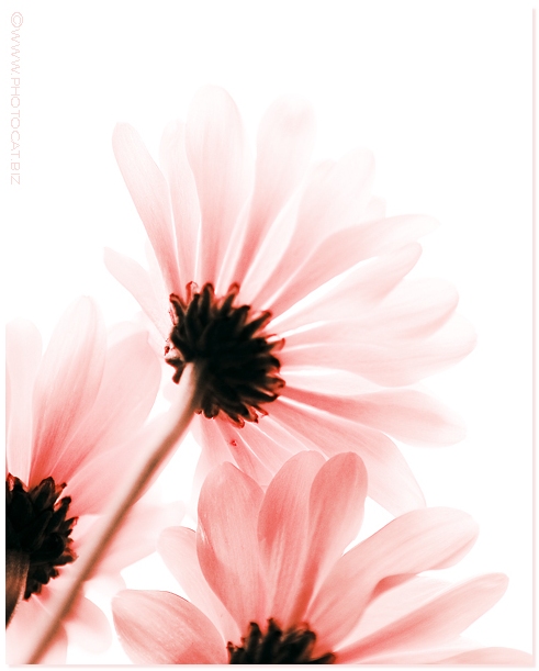 6th: Three Sisters<br>by  Cat