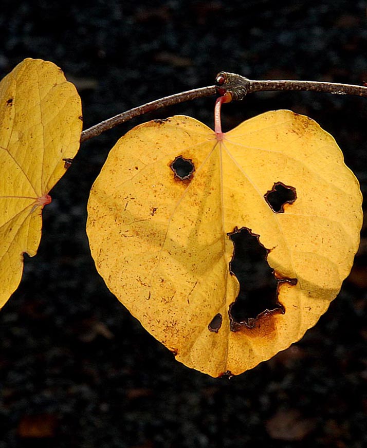 Jack-O-Leaf