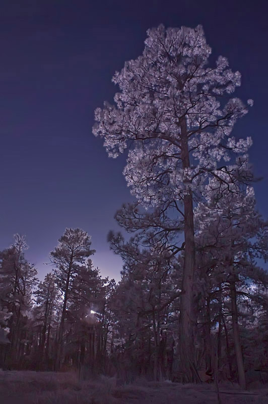 Light in the Forest