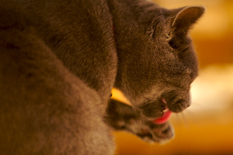 Cat lick