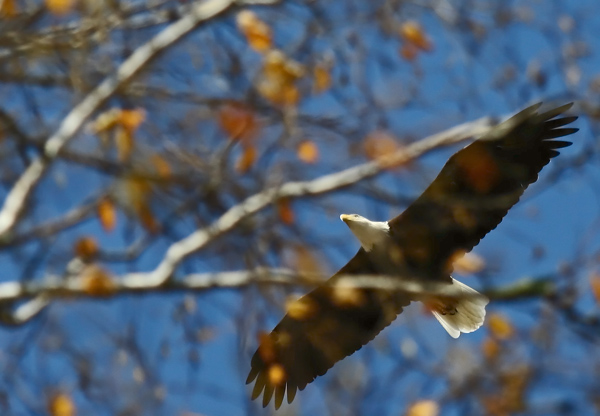 Low Flyer