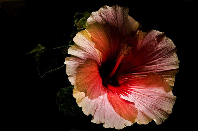 Midnight Hibiscus