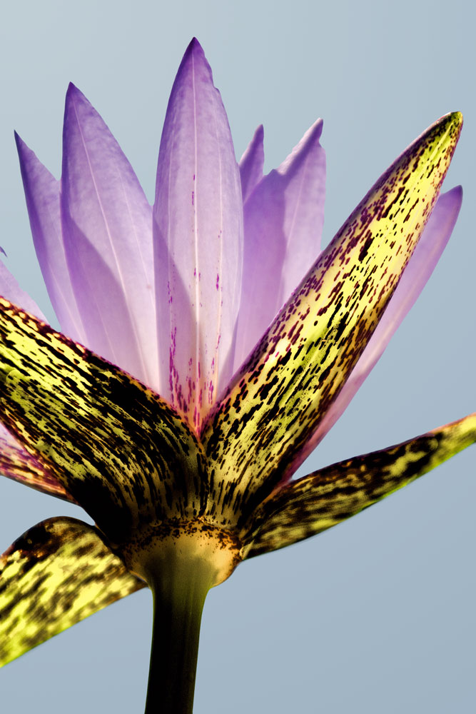 Reaching for the sky.