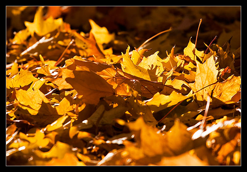 Yellow Leaves