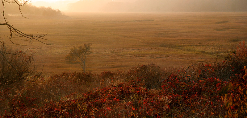 Salt Marsh Sunset