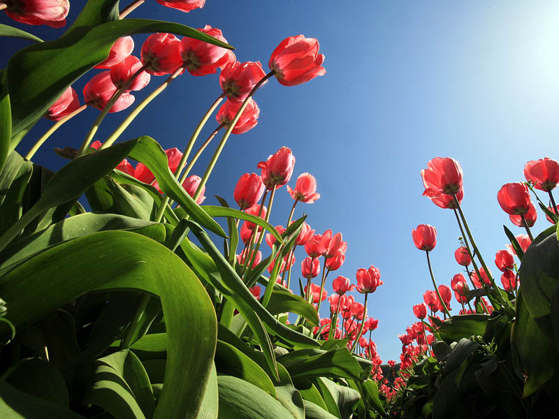 <b>Tulips : 1st Place </b>