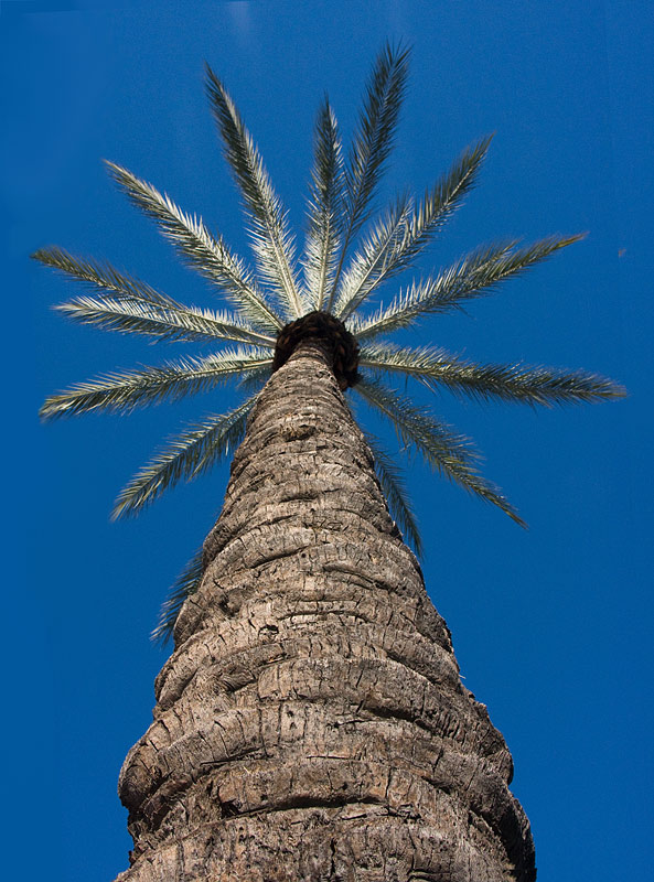 California pine
