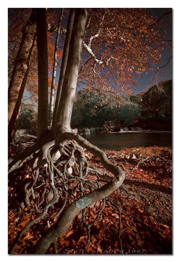 oak: still standing