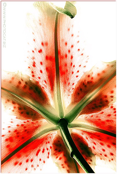 Star gazer : 7th Place