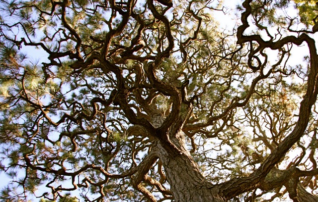 bonsai