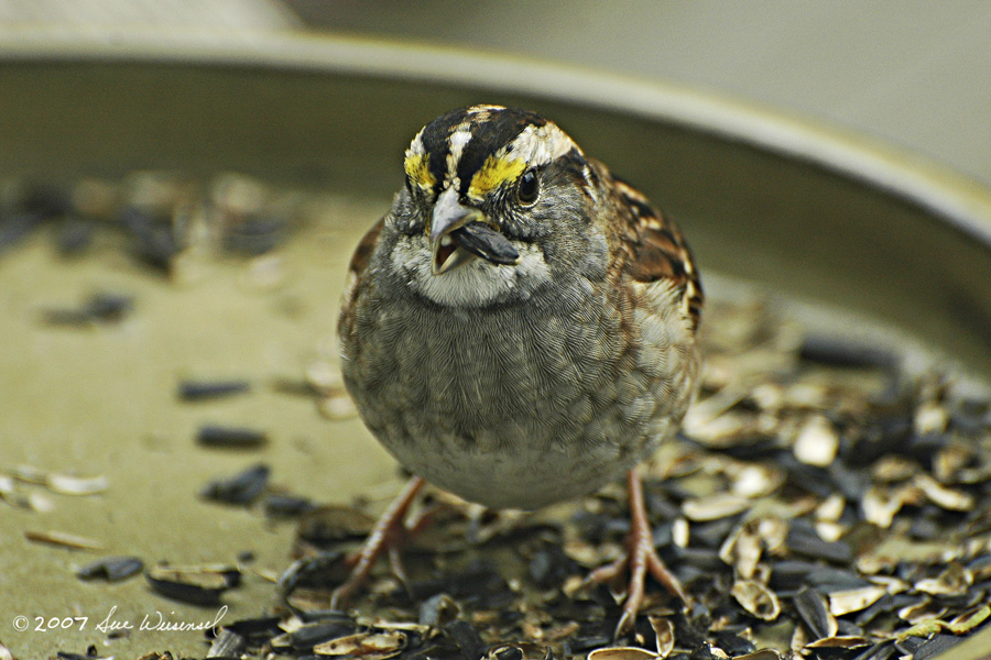 White-throated Sparrow