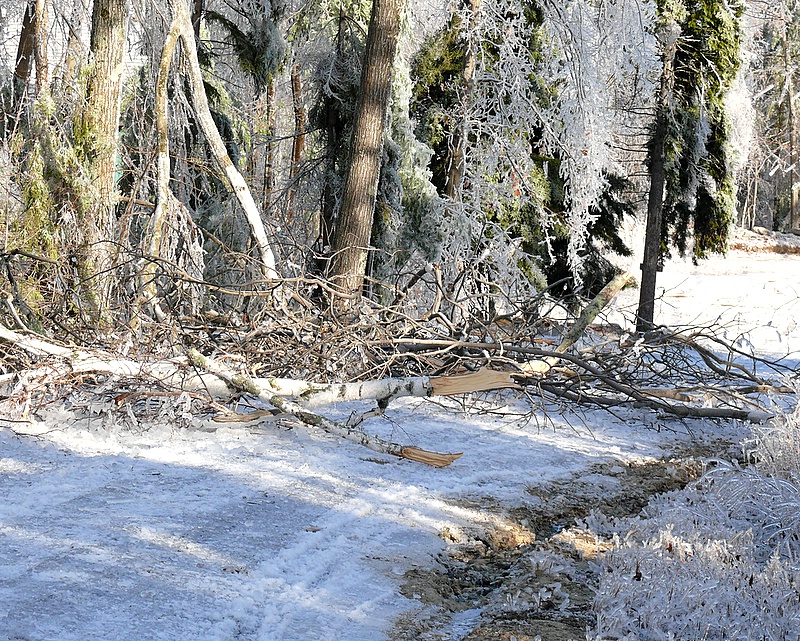 Windblown Ice Storm Damage