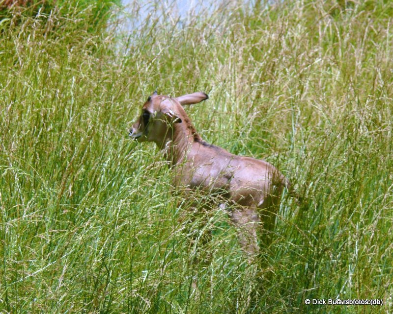 Oryx Calf - 10 Days Old