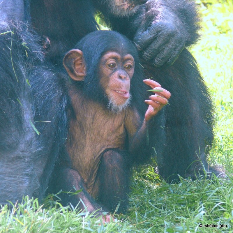 Ebi with mother Tammy - NC Zoo