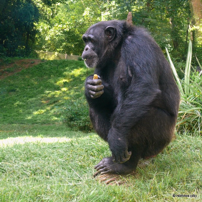Chimpanzee Amy - NC Zoo