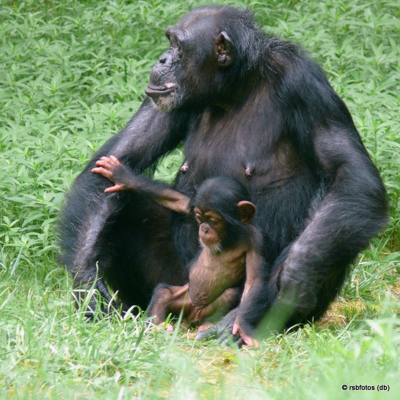 Tammy with Ebi - NC Zoo