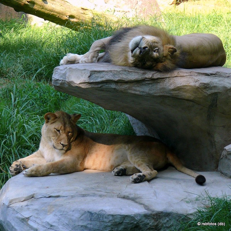 Riley & Maketa - Lions at NC Zoo