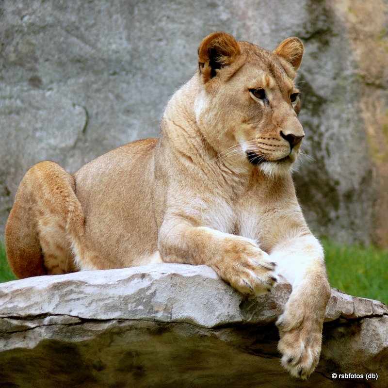 Maketa the Lioness - NC Zoo 