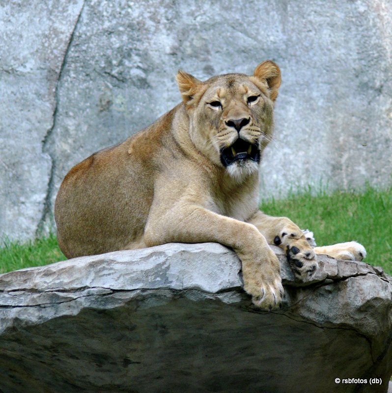 Maketa the Lioness - NC Zoo 