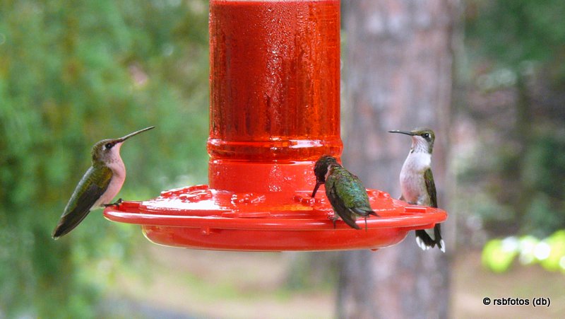 Ruby-Throated Hummingbirds