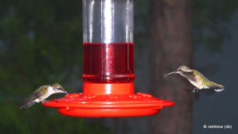 Ruby-Throated Hummingbirds