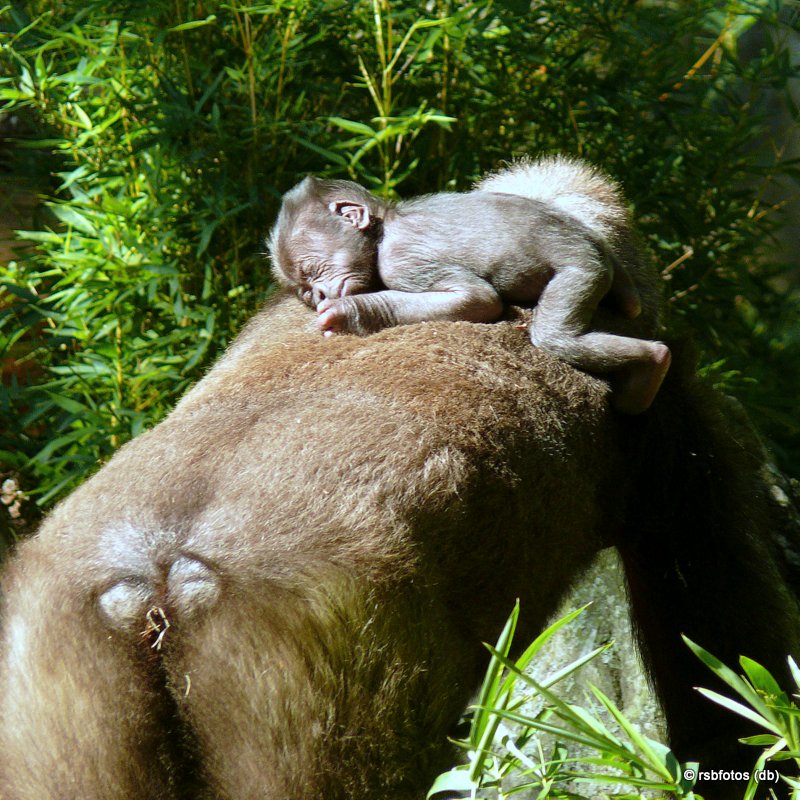 13 Day Old Apollo Gorilla(m) with mother - NC Zoo