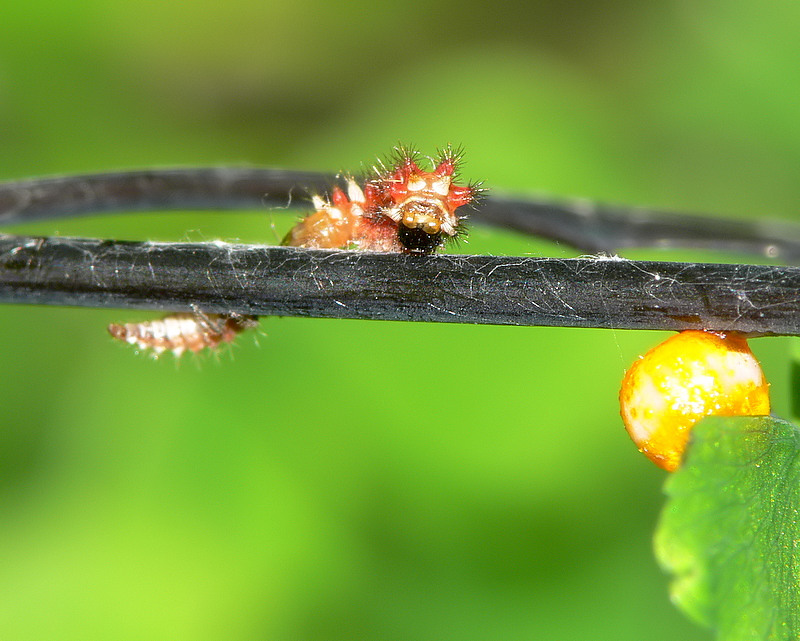 Attack on CattleHeart  Larva (B)