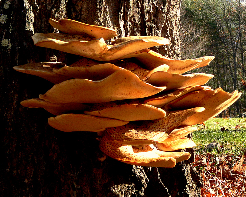 Fungi