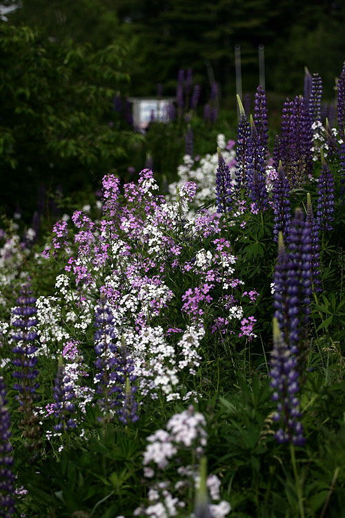 lupines along the roads