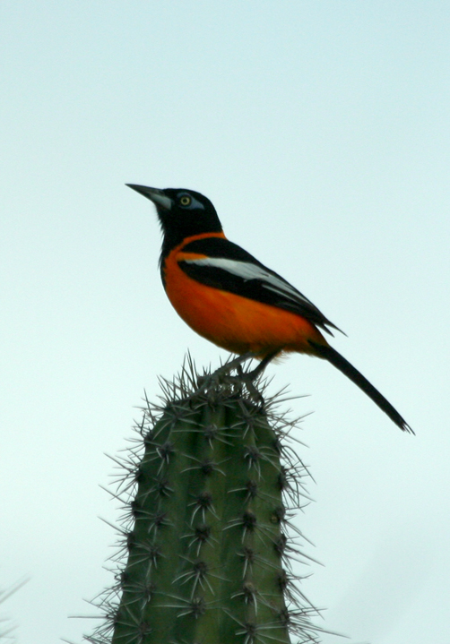 Troupial