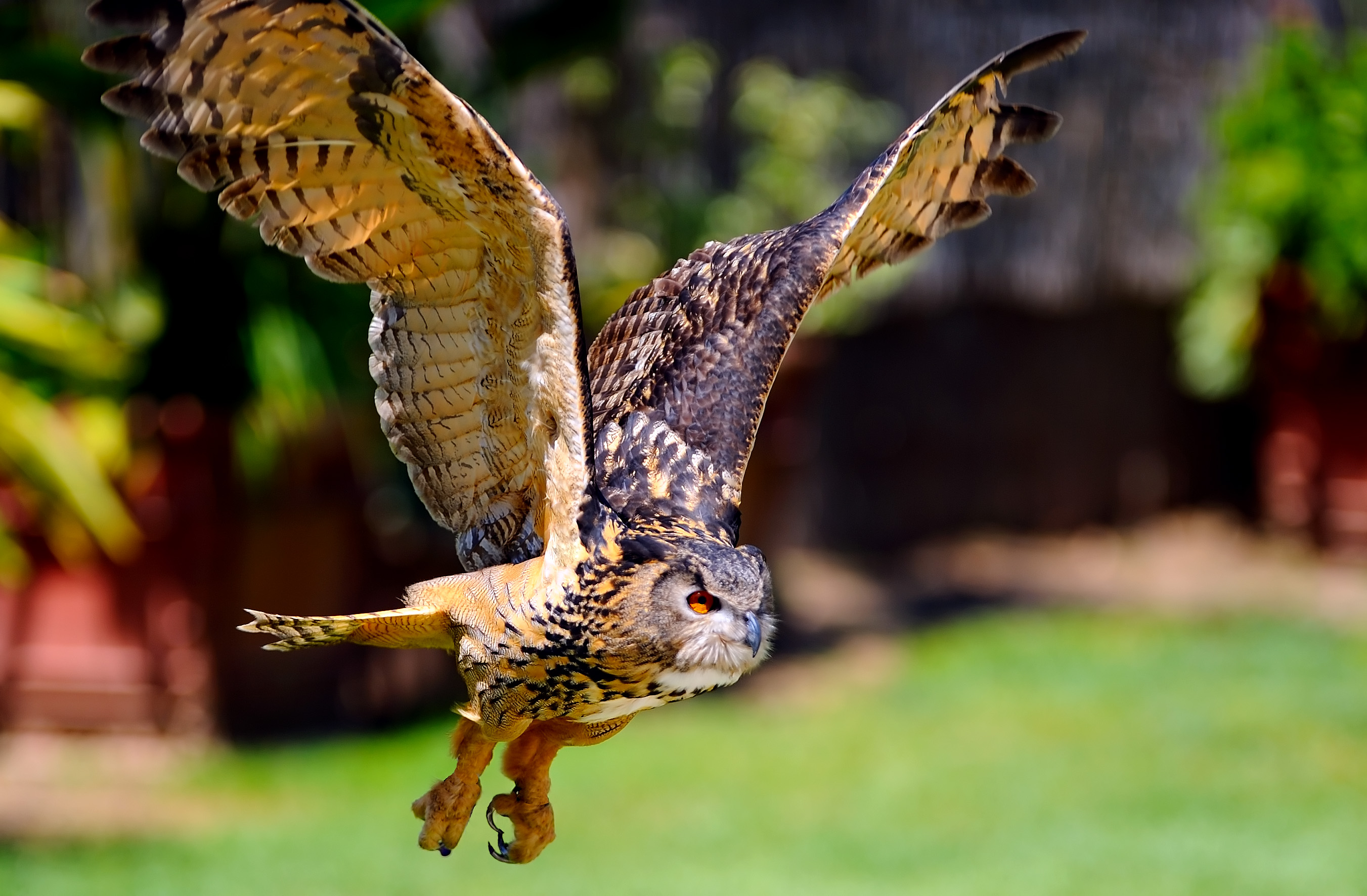 D3B_4271OwlCropA1.jpg