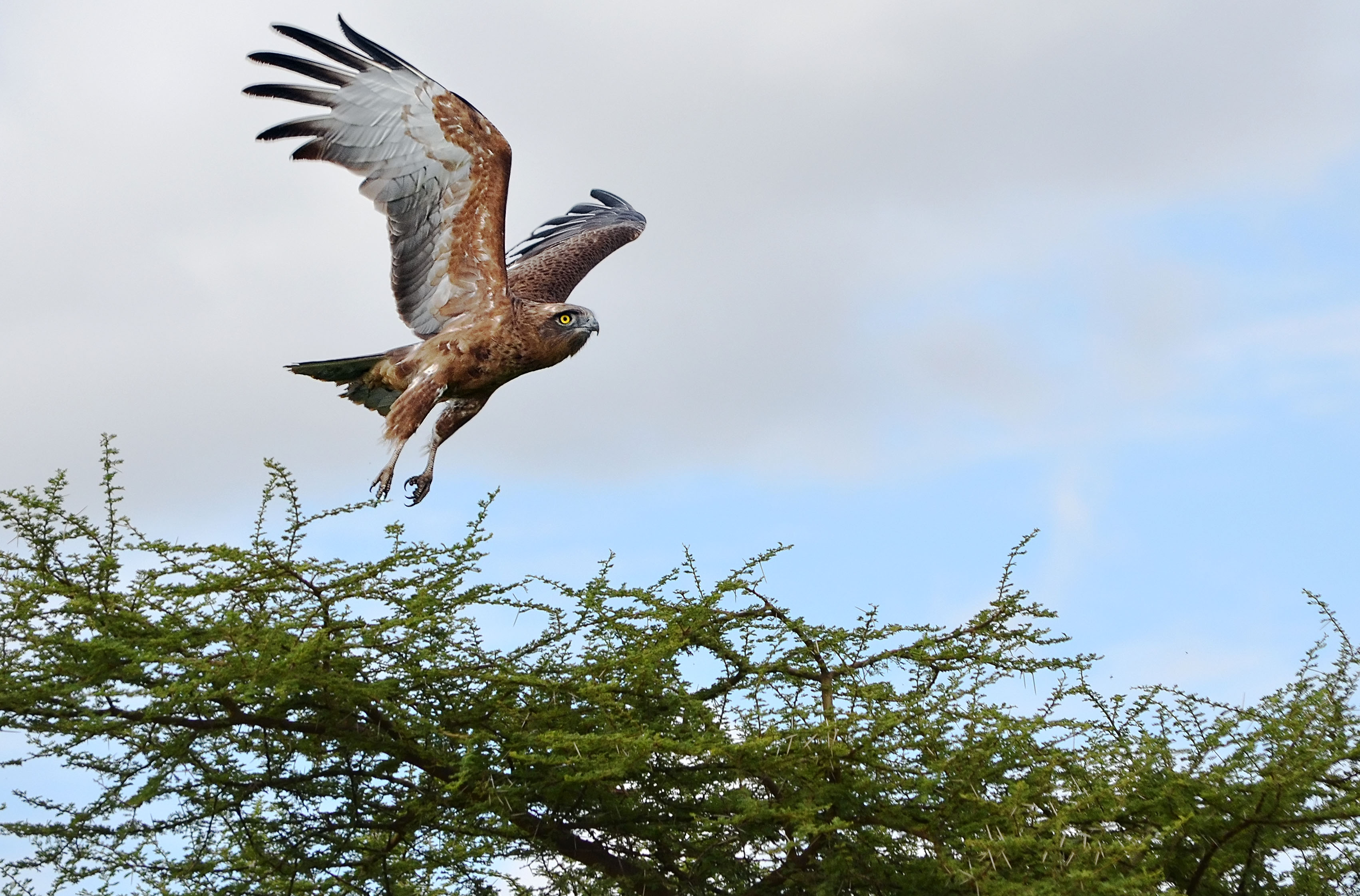 D5100_0707TanzaniaEagle1CropLand.jpg