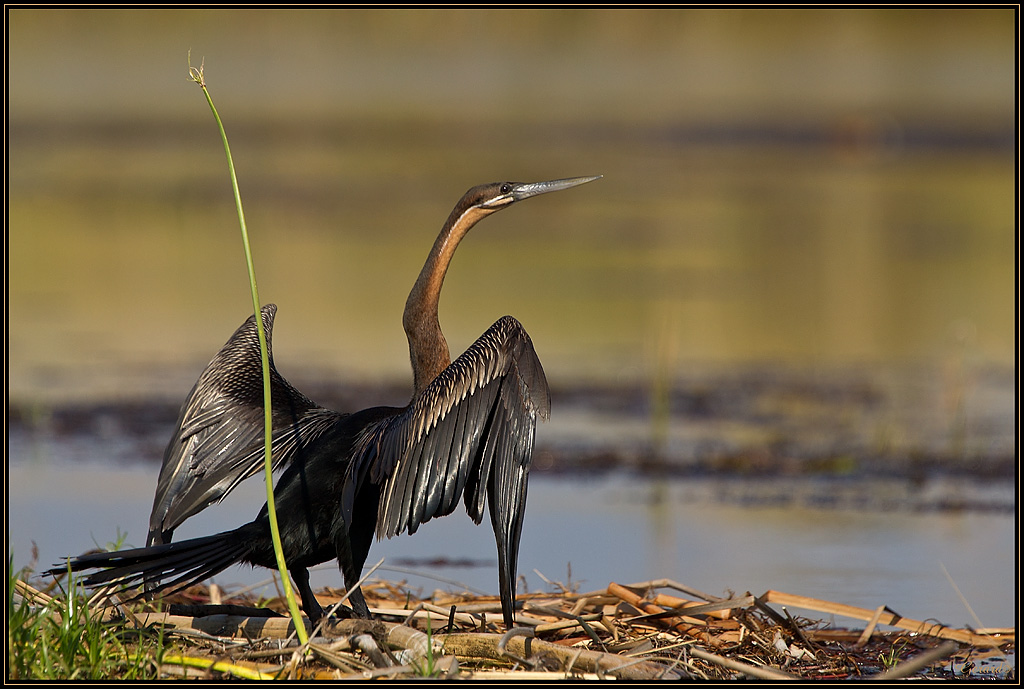 Anhinga dAfrique