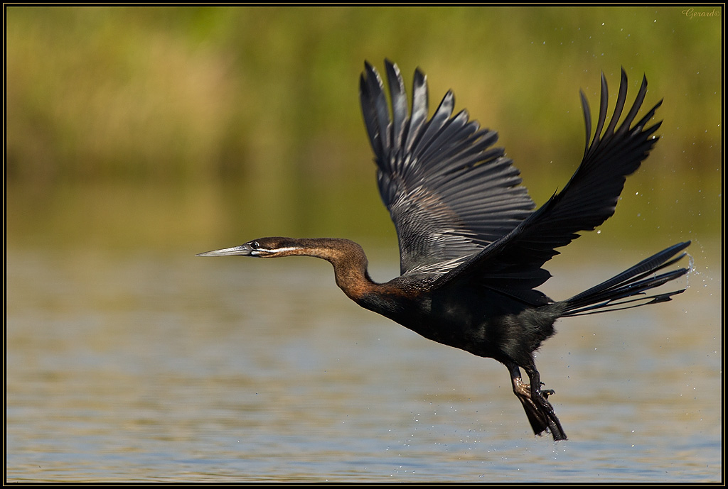 Anhinga dAfrique