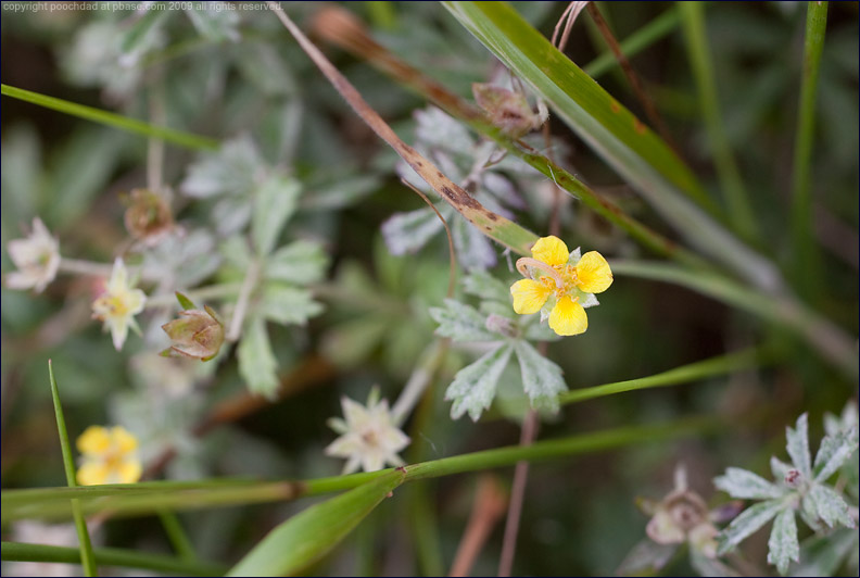 Tormentil - potentilla erecta (2)